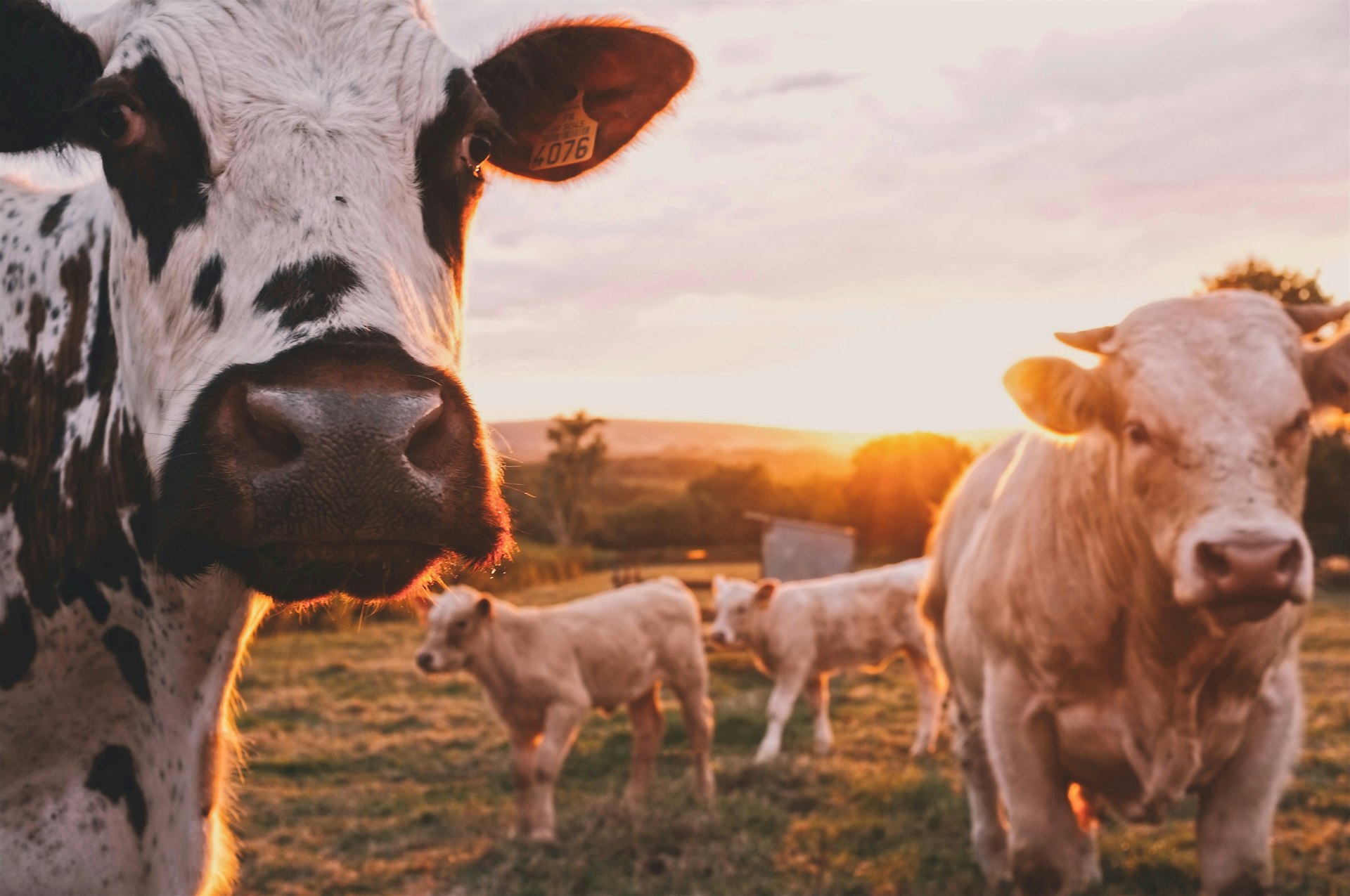 smartfarm